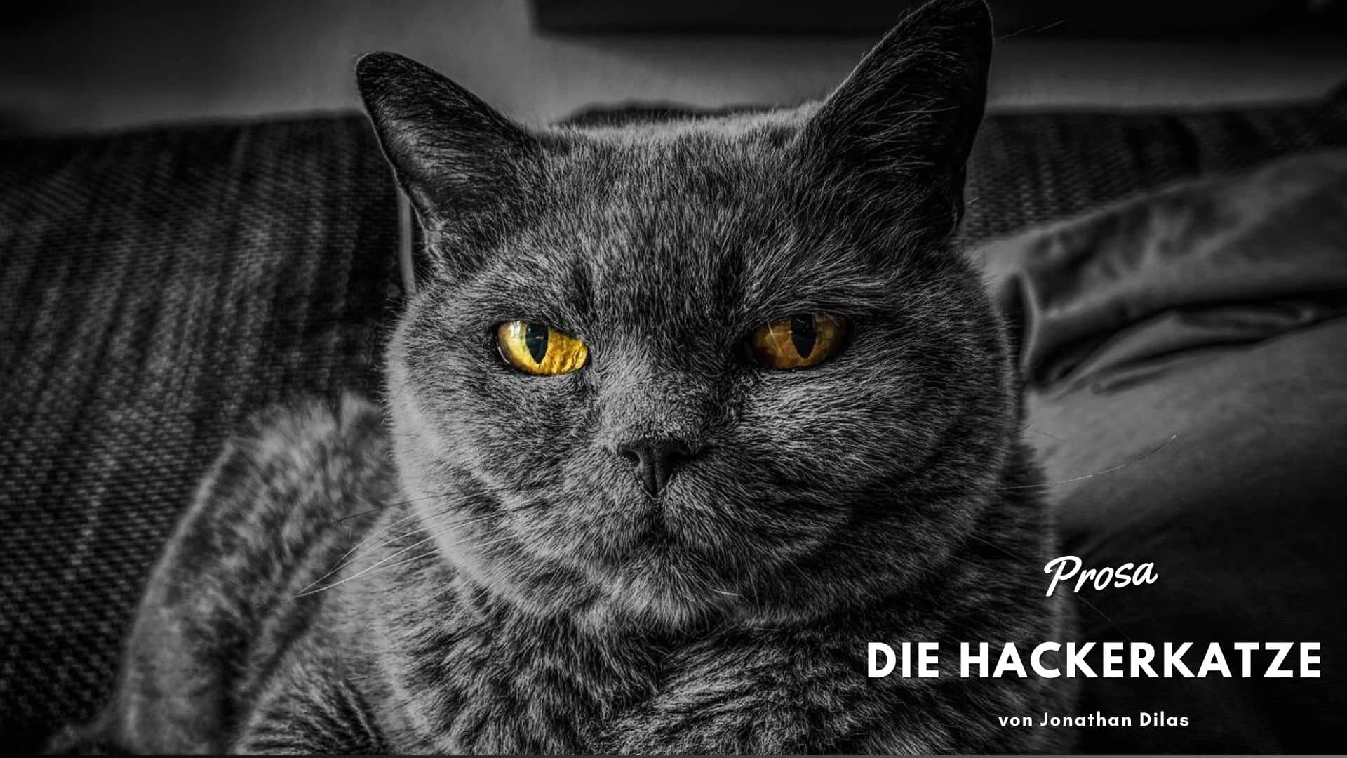 Die Hackerkatze - Humorvolle Kurzgeschichten