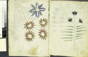 voynich1